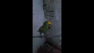 Spanish cursing parrot [upl. by Adria]