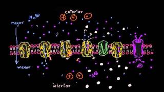 Gradiente electroquímico y transporte activo secundario  Biología  Khan Academy en Español [upl. by Ardnuhs]