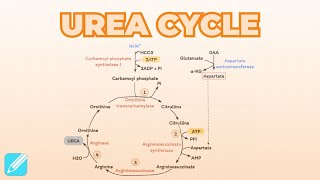 Urea Cycle  Metabolism [upl. by Joab]