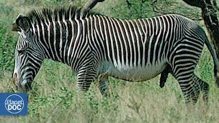 Zebras and Giraffes Samburu National Reserve [upl. by Sacul688]