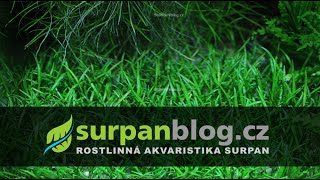 Lilaeopsis mauritiana  Liliovníček maurícíjský  Akvarijní rostliny  SURPANcz [upl. by Ema]