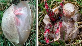 Devils Fingers Fungus 4 Red Tentacles Plants Also Known As Octopus Stinkhorn [upl. by Walsh948]