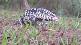 Tracking a Black and White Tegu near Iguazu Falls in Argentina [upl. by Zoara]