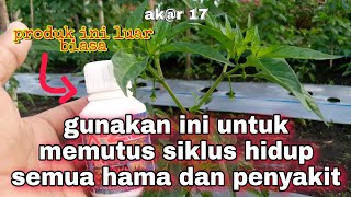 Cara memutus siklus hidup hama dan penyakit pada tanaman cabe [upl. by Say]