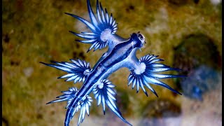 Facts The Blue Sea Dragon [upl. by Elga336]