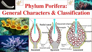 Porifera  Phylum Porifera  Porifera General characters and Classification  Sponges [upl. by Lamdin]