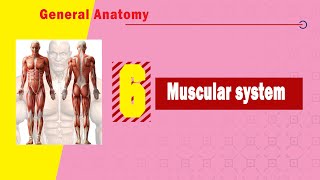 Muscular Dystrophy Medical Definition  Quick Explainer Video [upl. by Nady]