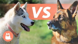 Siberian Husky VS German Shepherd 🐕 Which Is Best for You [upl. by Surat]