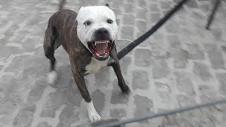 Pitbull Attack aggresive pitbull terrier Tiger [upl. by Chema]