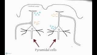 EEG and Action Potentials [upl. by Wales310]