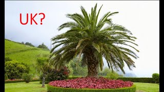 Can you grow Phoenix Canariensis  Canary Island Date Palm tree CIDP in the UK [upl. by Enelrac317]