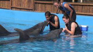 uShaka Sea World Dolphin Interaction [upl. by Yecad]