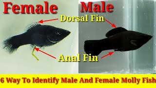 6 Way To Identify Male And Female Molly Fish [upl. by Rape]