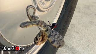 Snake vs Spider Real Fight  WooGlobe [upl. by Gill]