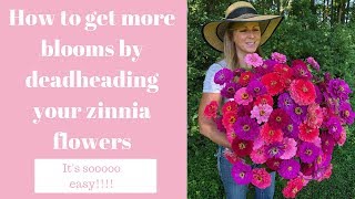 How to get more blooms by deadheading your zinnia flowers [upl. by Eibocaj864]