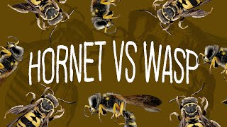 Hornet VS Wasp  Whats The Difference [upl. by Iaoh]