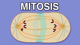 MITOSIS CYTOKINESIS AND THE CELL CYCLE [upl. by Acinom]