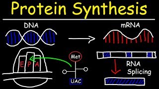 Transcription and Translation  Protein Synthesis From DNA  Biology [upl. by Elfrieda494]