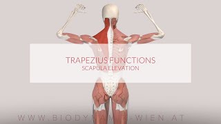 Trapezius Muscle Functions Scapula Elevation 3D Animation [upl. by Ennairod]