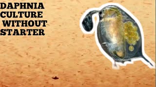 HOW TO CULTURE DAPHNIA NATURALLY WITHOUT A STARTER [upl. by Ymme120]