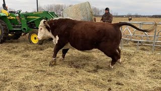 Hereford Bull Gets Rough [upl. by Travis677]