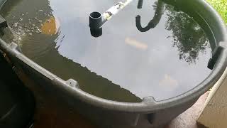 How I Started Raising Tilapia and Catfish  Small Scale Aquaculture [upl. by Essilrahc60]