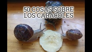 50 COSAS SOBRE LOS CARACOLES [upl. by Enitsirc]