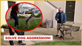 How to Solve Dog Aggression  Dog Nation [upl. by Nixon984]