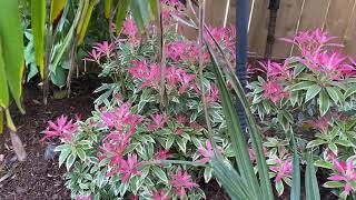 Pieris japonica “flaming silver” [upl. by Aldous]