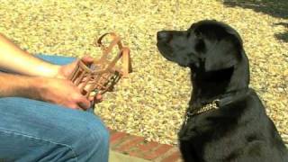 Dog Muzzle Training  How to muzzle a dog [upl. by Nuahs560]