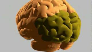 Up close with a human brain  BBC News [upl. by Aimat]