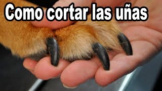 Truco Para Cortar Las Uñas a Perros con Uñas Negras [upl. by Goldi]