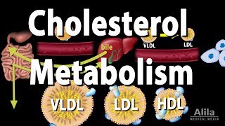 Cholesterol Metabolism LDL HDL and other Lipoproteins Animation [upl. by Alake976]