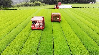 Japanese Green Tea Cultivation  Green Tea Farm  Green Tea Harvest and Processing [upl. by Odnomar]