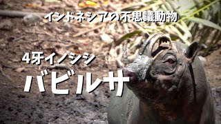 【インドネシアで出会った野生動物】4牙イノシシのバビルサ [upl. by Aynos]