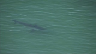 Watch Live Swimmer attacked by a shark while swimming off the coast of Cape Cod [upl. by Gretal]