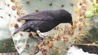 Darwin Finches Galapagos [upl. by Jacqui]