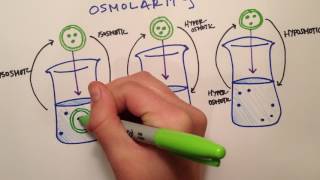 LPA 1B  Osmolarity vs Tonicity [upl. by Ecnal521]