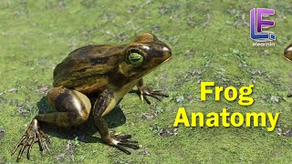 Anatomy of an Frog  Structural Organization of Animals  CBSE Class 11 Biology by Elearnin [upl. by Fogarty]