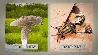 The Biting Truth about Horse Flies [upl. by Ellitnahc496]