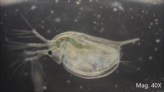 Daphnia magna under the Microscope [upl. by Aeslehc]