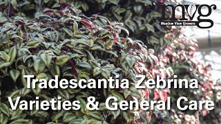 Tradescantia Zebrina Varieties [upl. by Jourdain]