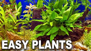 My Top 10 Easy Beginner Aquarium Plants [upl. by Yral654]