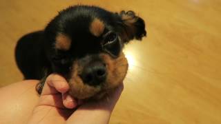 Cavalier King Charles Spaniel 4 Months Old [upl. by Leftwich]