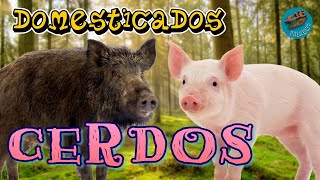 Domesticados CERDOS ¿Dónde y cuándo se domesticaron estos animales [upl. by Ayhtak]