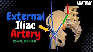 External Iliac Artery Scheme Course Branches  Anatomy [upl. by Douville842]