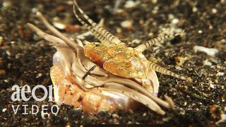 The Sinister Bobbit Worm [upl. by Aidnama]