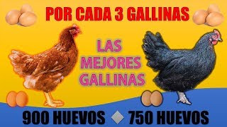 Las 5 Mejores GALLINAS PONEDORAS más RENTABLES que EXISTEN [upl. by Cerelia]