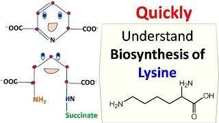 Lysine Biosynthesis [upl. by Budding]