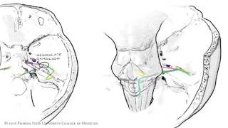 The Facial Nerve CNVII Animated Review [upl. by Proudlove434]